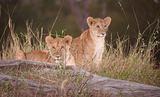 Lion cubs (panthera leo) close-up