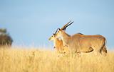 Two Eland (Taurotragus oryx)