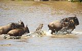 Crocodiles (Crocodylus niloticus) trying to grab Bluewildebeest