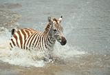 Single zebra (African Equids) 
