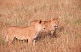 Young Lion cub (panthera leo) in savannah