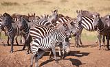 Herd of zebras (African Equids) 
