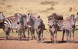Herd of zebras (African Equids) and Blue Wildebeest (Connochaete