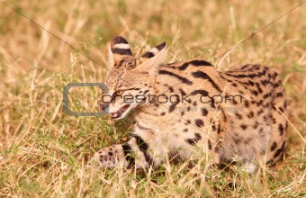 African Serval (Leptailurus serval)