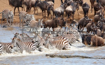 Herd of zebras (African Equids) and Blue Wildebeest (Connochaete