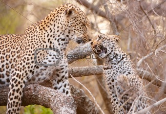 Two Leopards playing on the tree