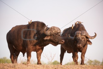 Buffalos (Syncerus caffer) in the wild