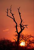Beautful tree silhouette at sunset