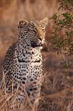Leopard standing in savannah