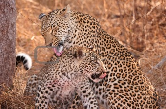 Two Leopards cleaning each other in savannah