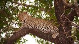 Leopard (Panthera pardus) lying on the tree