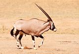 Single Gemsbok (Oryx Gazella) 