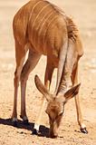 Single Kudu (Tragelaphus Strepsiceros)