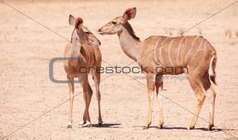 Group of Kudu (Tragelaphus Strepsiceros)
