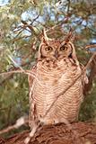Spotted Eagle Owl (Bubo Africanus)