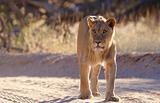 Lioness (panthera leo) 
