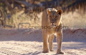 Lioness (panthera leo) 