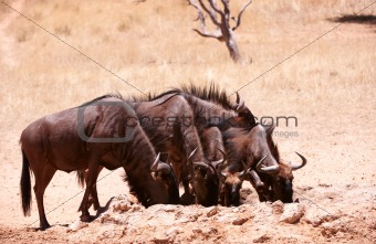 Herd of Blue wildebeest (Connochaetes taurinus)