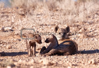 Spotted hyaena (Crocuta crocuta)