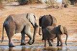Group of Large and small African elephants
