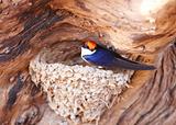 Wire-tailed Swallow (Hirundo smithii)