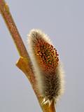The Flower of pussy willow