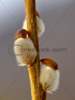 The Flower of pussy willow