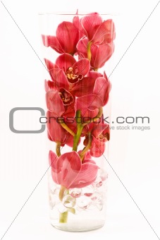 Orchid in vase
