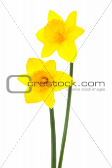 Beautiful two narcissus