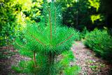 green pine