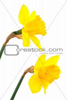 two narcissus