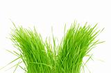 green grass Isolated