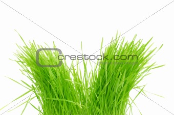 green grass Isolated