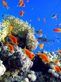 Red fishes and coral 
