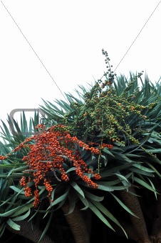 Flora of Madeira - Dragon tree,  Dracaena draco