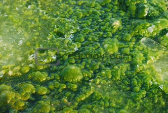 Swamp Bubbles