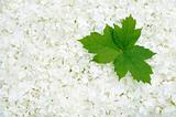 Guelder rose blossoms and leaves - background