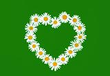 Daisy in love shape over green background
