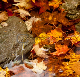 Frog deep in fall leaves