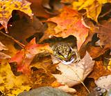 Frog deep in fall leaves