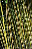 Bamboo jungle - Monte Palace botanical garden, Monte, Madeira