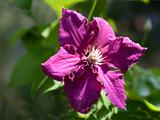 clematis blossom