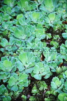 Pistia  (Water cabbage) -  detail
