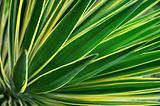 Close up of Yucca - abstract background