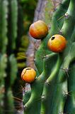 Close up of cactus with fruit