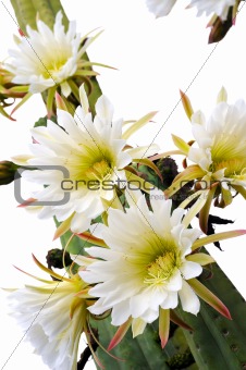 Close up of cactus flowers - Trichocereus scopulicolus