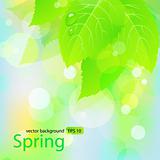 Spring  background  with green leaves