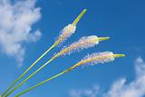 Field flowers against the blue sky with clouds. Hoary Plantain