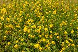 Wild yellow bean flowers