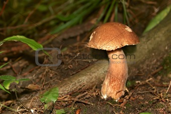Mushroom Boletus in their natural environment (II)